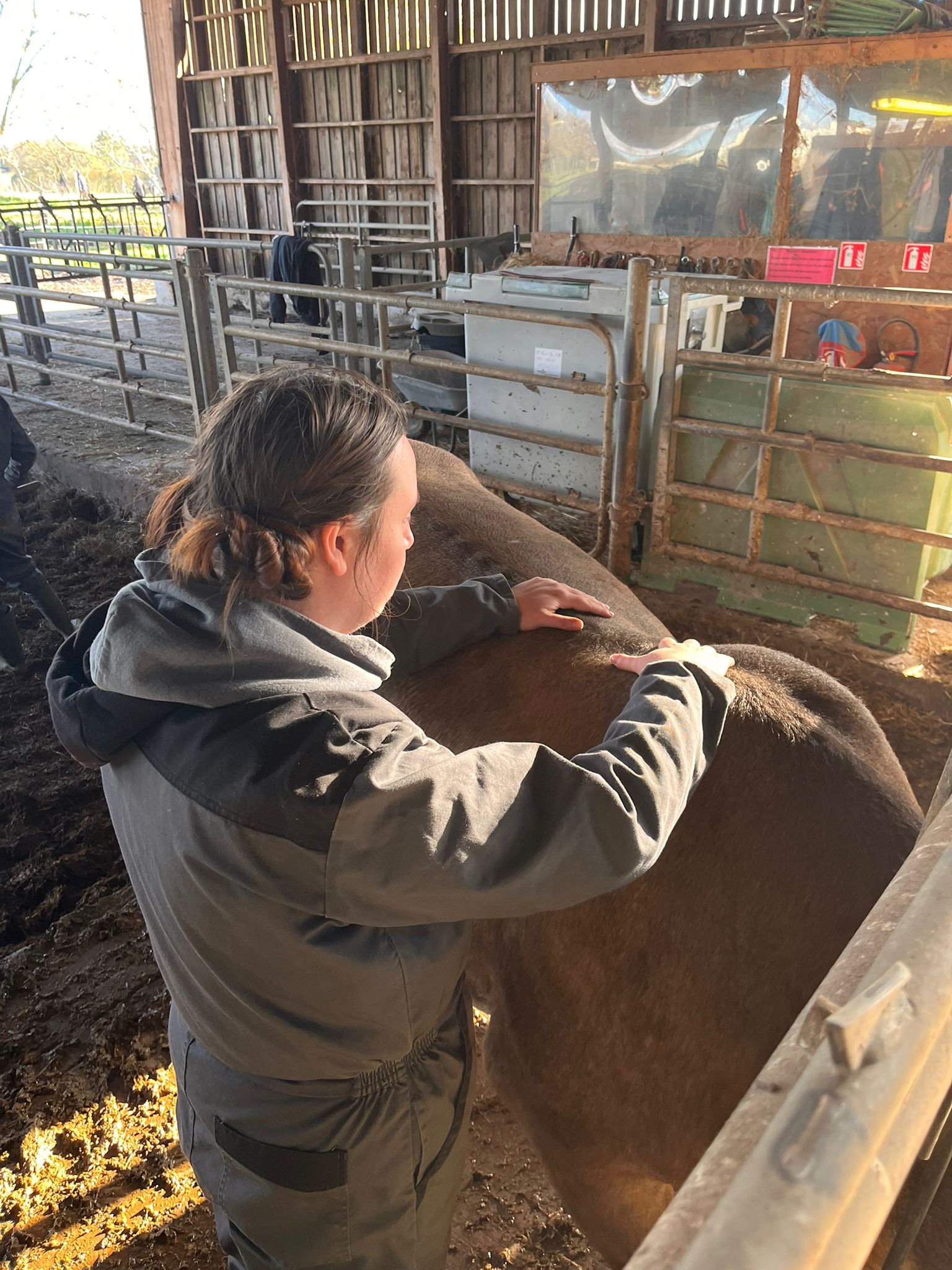Soin sur une vache en étable